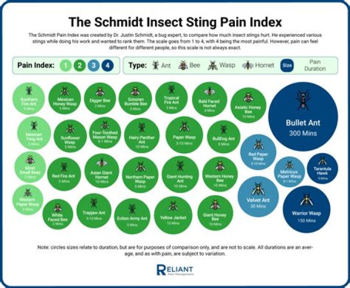 How painful is a cicada killer sting?