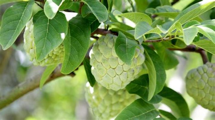 How poisonous is a cherimoya seed?