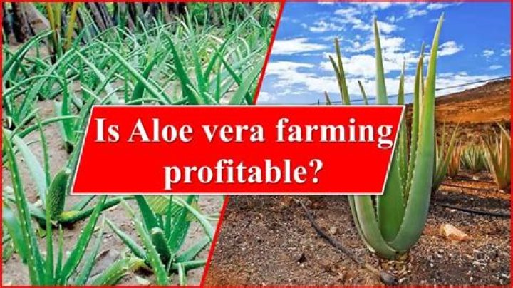 How profitable is Aloe Vera farming?