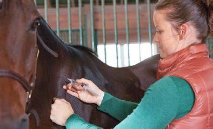 How quickly does adequan work in horses?