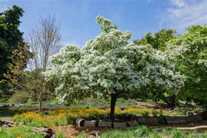 How tall do Chinese fringe trees grow?