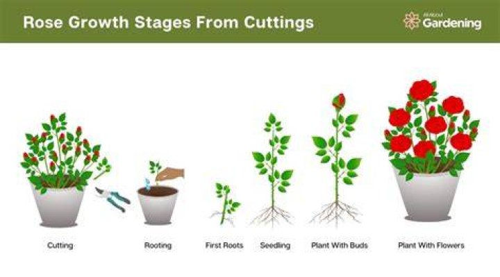 How tall do mini roses grow?