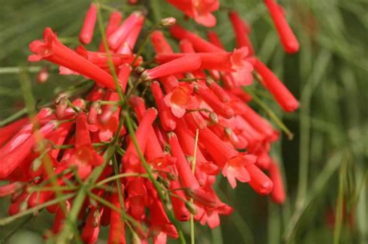 Is a firecracker plant a perennial?