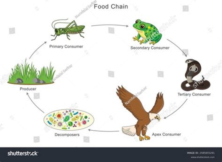 Is a frog a consumer?