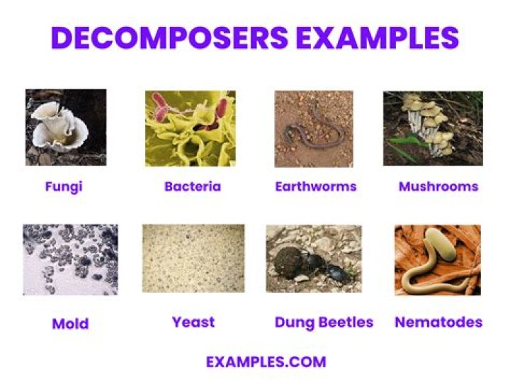 Is a mushroom an example of a decomposer?