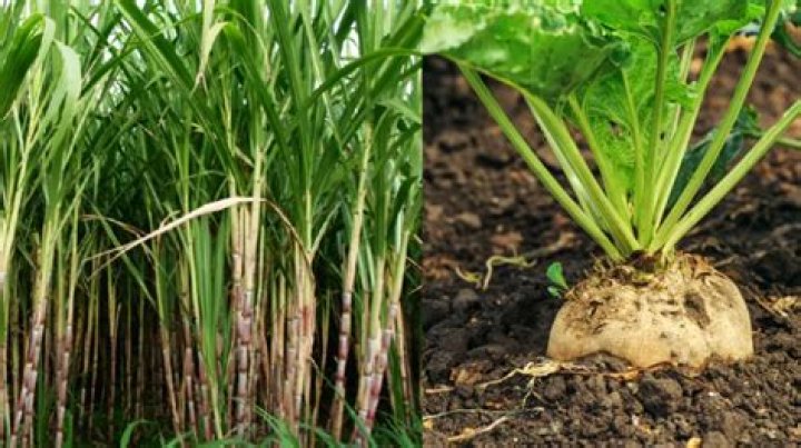 Is Aldi sugar cane or beet?