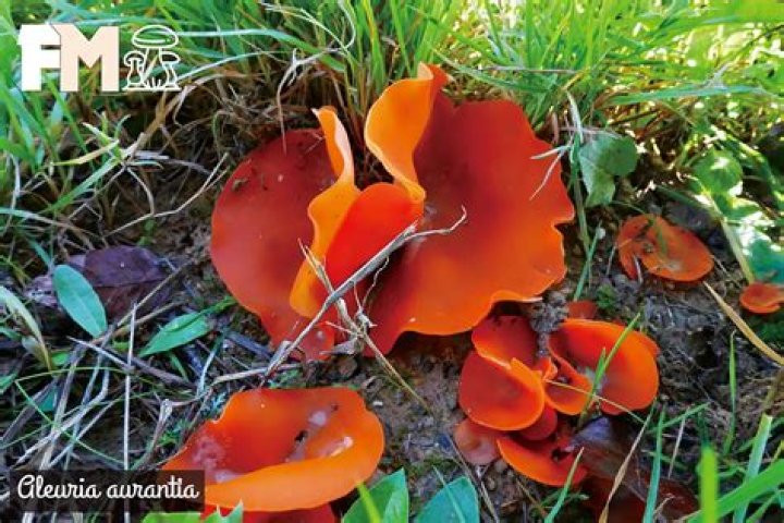 Is Aleuria Aurantia edible?