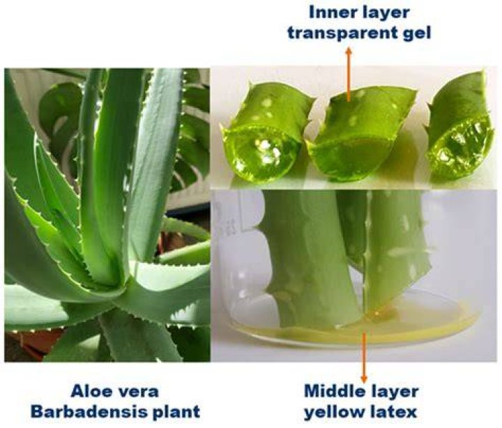 Is aloe vera gel supposed to be yellow?