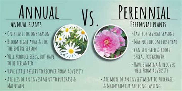 Is an anthurium an annual or perennial?
