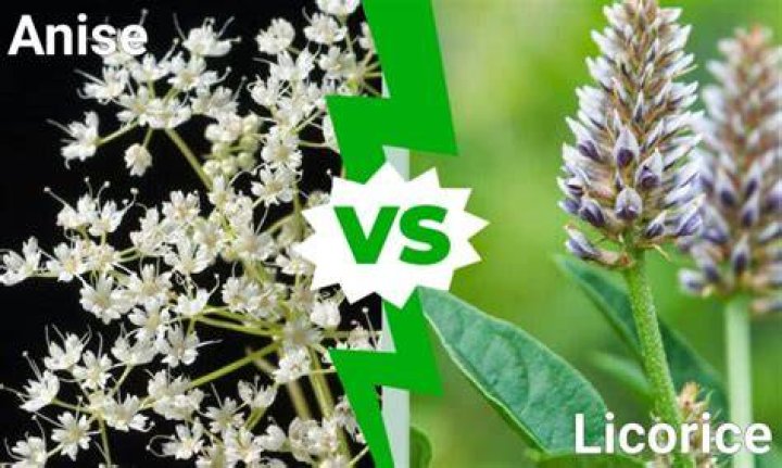Is anise the same as black licorice?