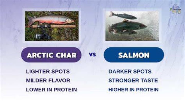 Is arctic char healthy?