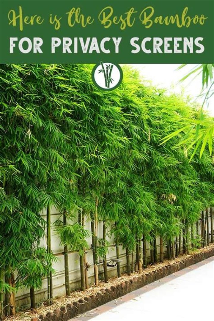 Is bamboo a good privacy screen?