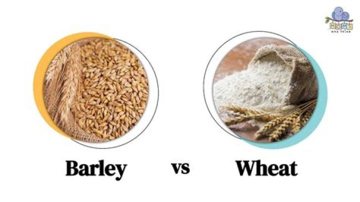 Is barley flour the same as malted flour?