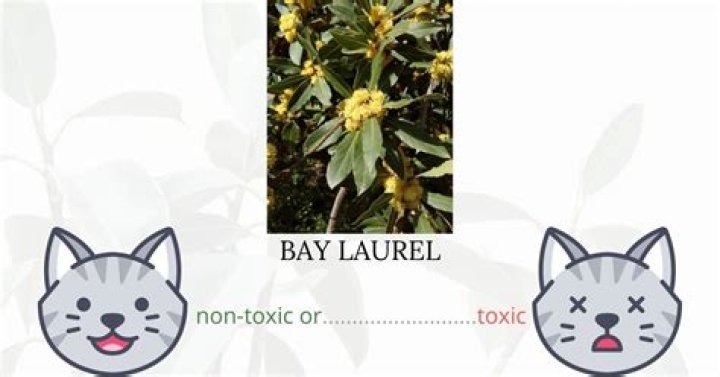 Is Bay Laurel toxic?