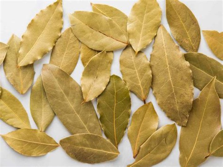 Is Bayleaf poisonous?