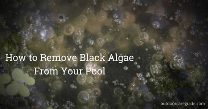 Is black algae in pool dangerous?