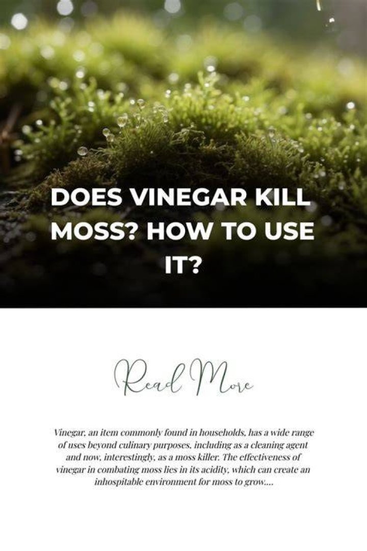 Is bleach or vinegar better to kill moss?