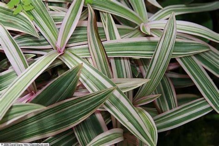 Is boat lily poisonous?