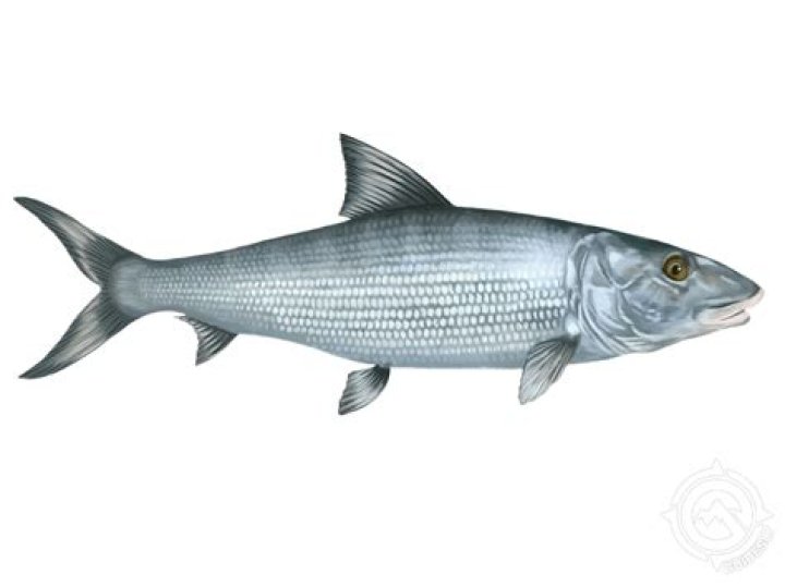 Is Bonefish a Darden?