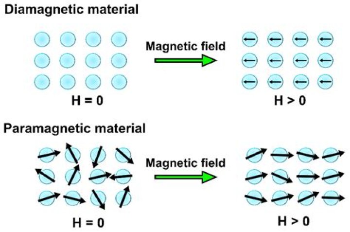 Is C2 a paramagnetic species?