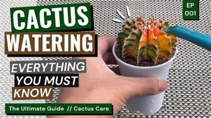 Is Cactus water good to drink?