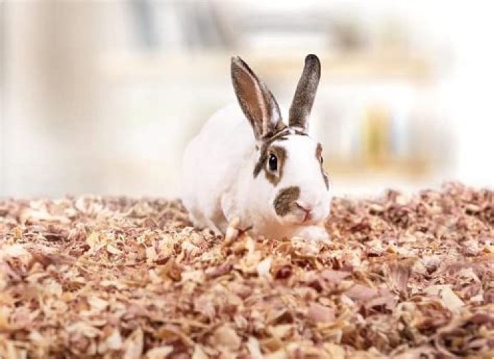 Is cedar bedding OK for rabbits?