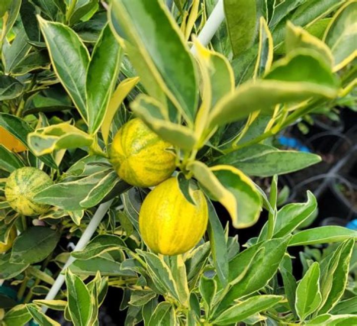 Is Centennial variegated kumquat sweet?