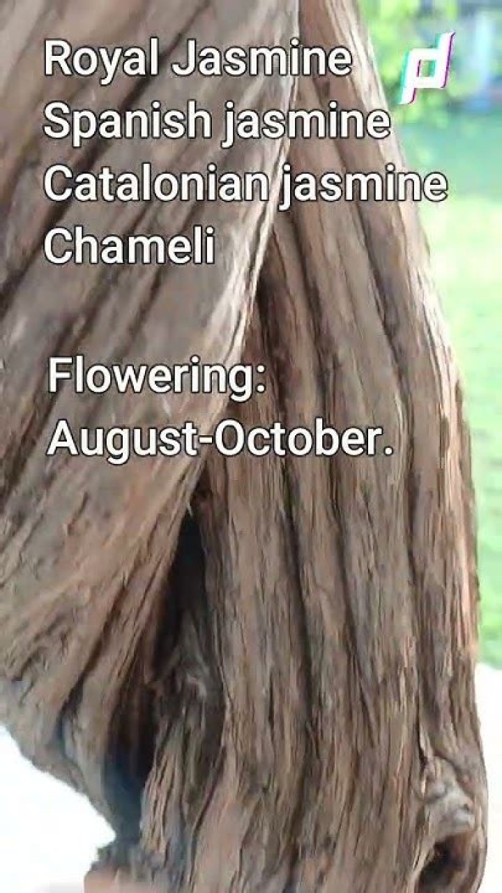 Is Chameli and Jasmine same?