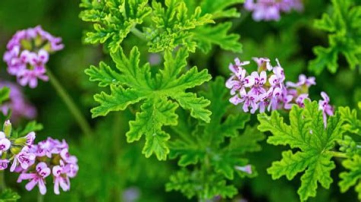 Is citronella safe to diffuse?