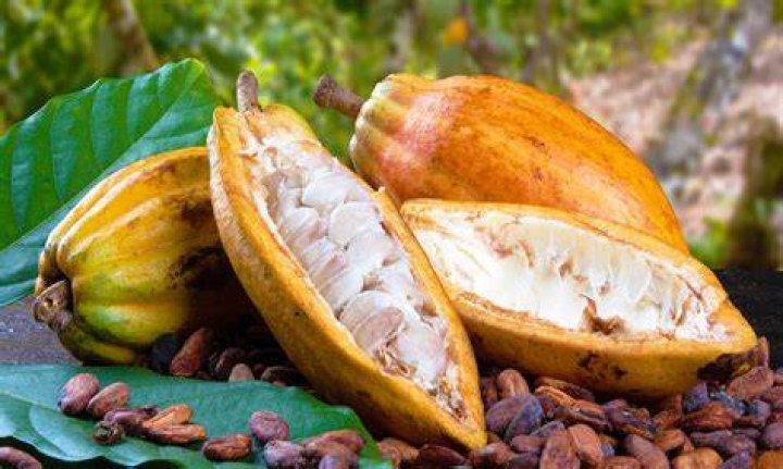 Is cocoa a fruit?