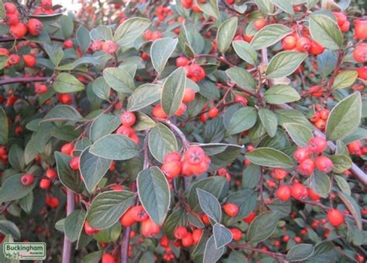 Is cotoneaster good for wildlife?