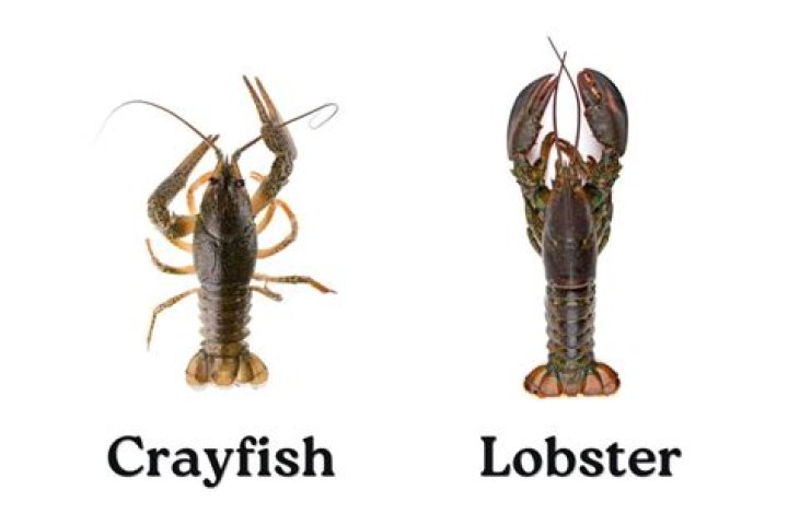 Is crawfish a lobster?