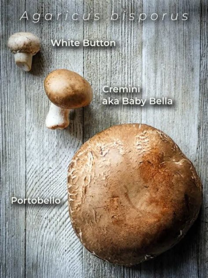 Is cremini same as baby Bella?