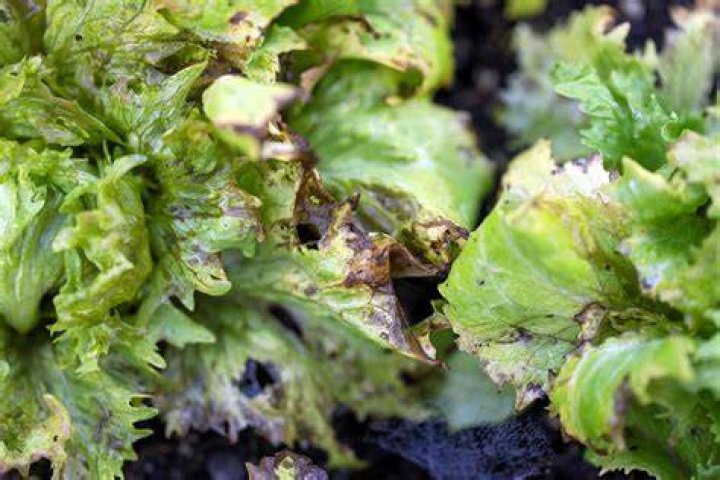 Is discolored lettuce safe to eat?