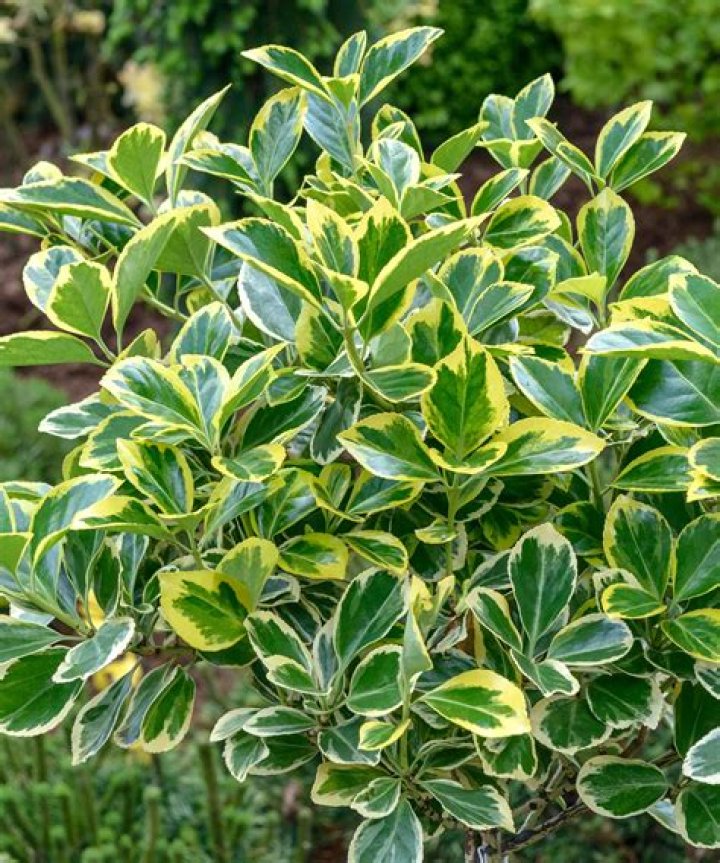 Is euonymus fast growing? Archives | PopularAsk.net