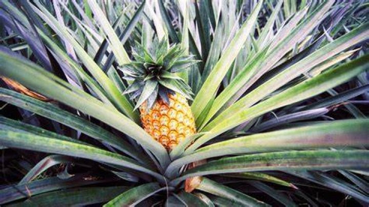 Is everyone a little allergic to pineapple?