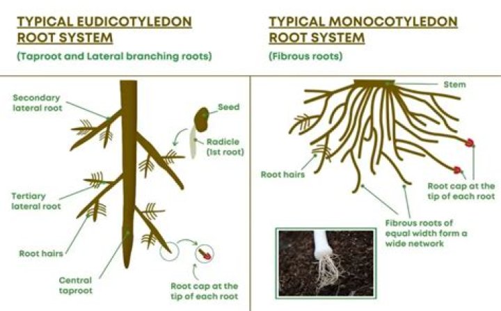 Is garlic a taproot?