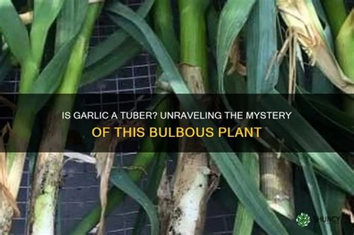Is garlic a tuber?