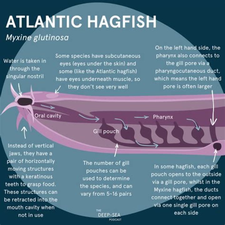 Is hagfish slime dangerous?