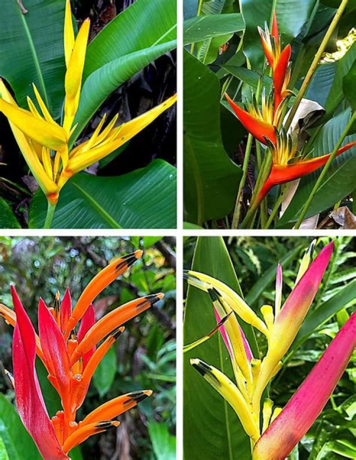 Is Heliconia edible?