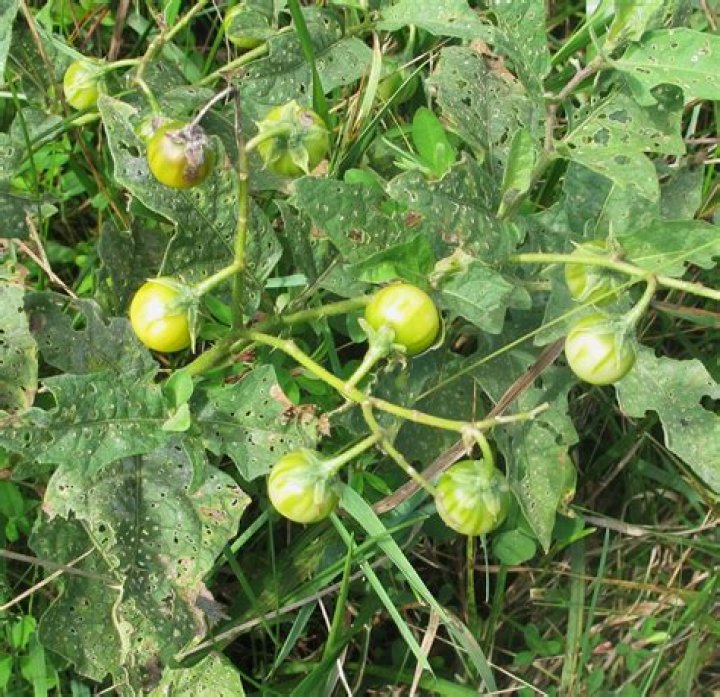 Is Horsenettle poisonous?