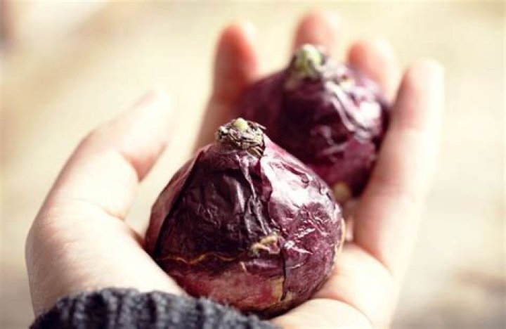 Is hyacinth poisonous to humans?