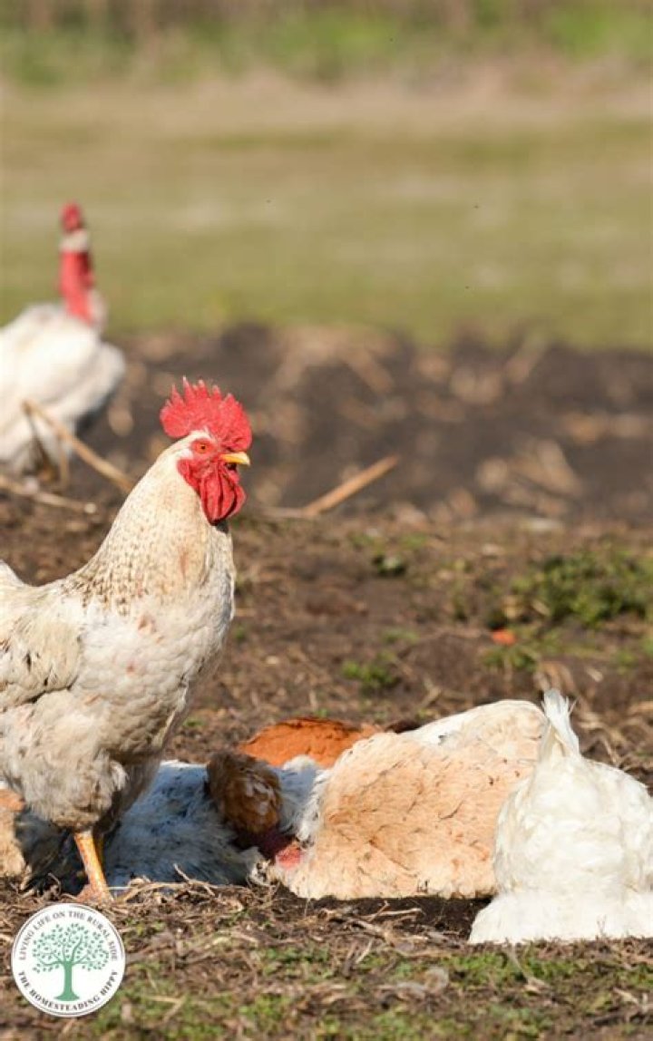 Is it bad for chickens to eat grass seed?