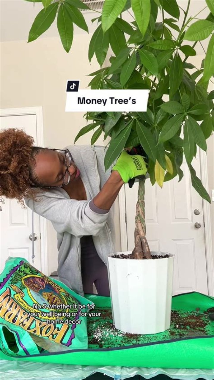 Is it bad luck to buy your own money tree?