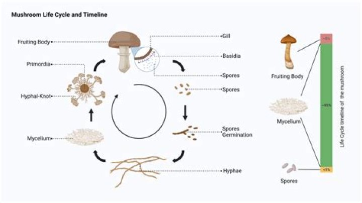 Is it bad to breathe in mushroom spores?