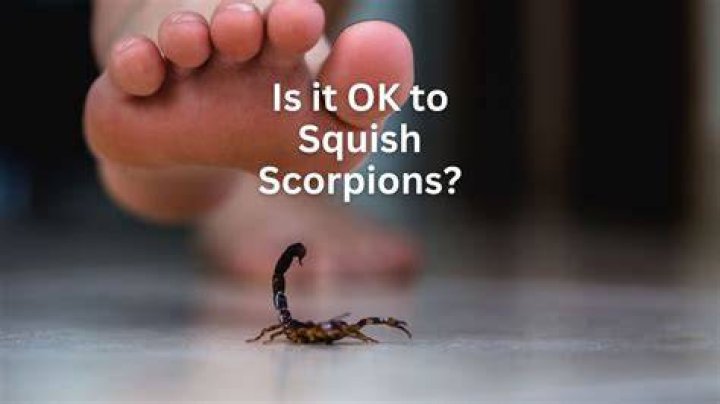 Is it dangerous to eat a scorpion?