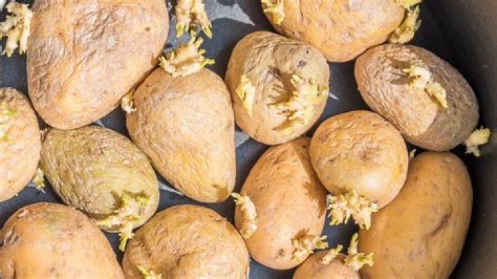 Is it dangerous to eat old potatoes?