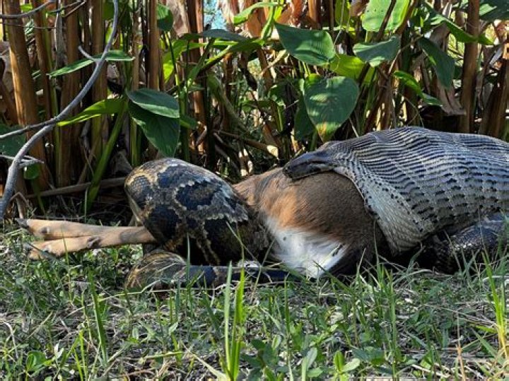 Is it healthy to eat alligator?