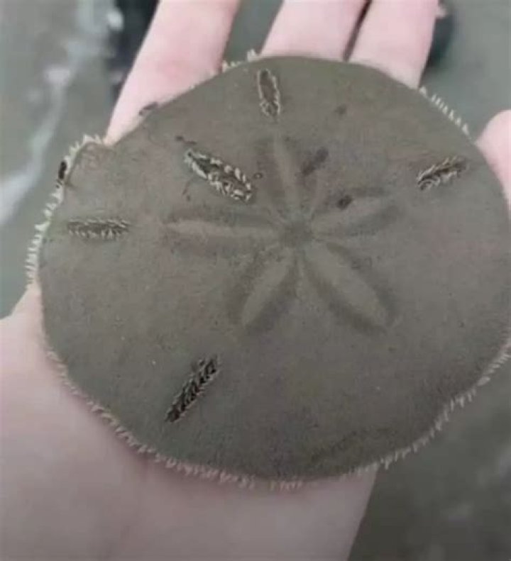 Is it illegal to take a live sand dollar?