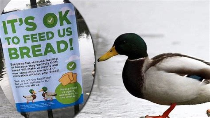 Is it OK to feed bread to ducks?